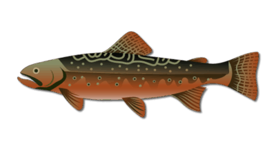 Species 12 Brook Trout