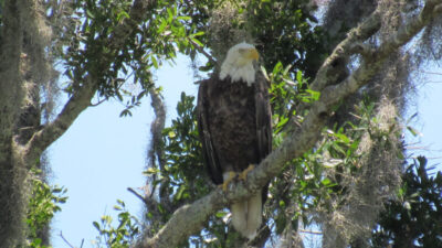 Tours near Mount Dora