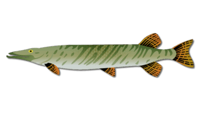 Musky Fish