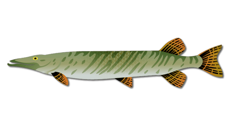 Musky Fish