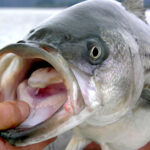 Bull Shoals Lake thumbnail