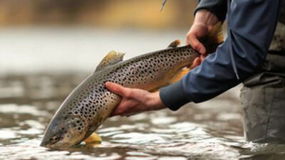 Brown trout are very aggressive and artificial baits work great on Lake Berryessa