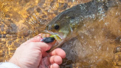 Bowfin vs Bass: 12 Critical Differences to Know
