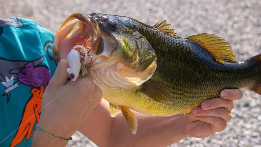 Cedar Creek Reservoir photo