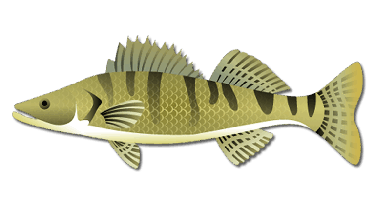 Walleye