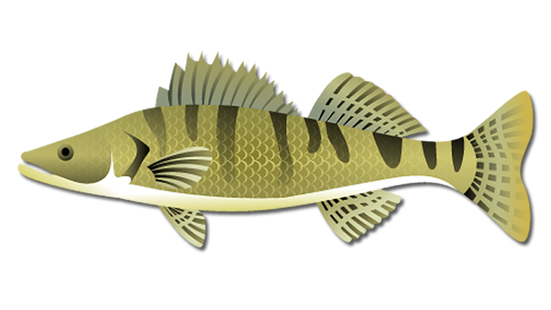 Walleye